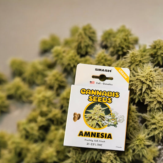 Amnesia 21-25% THC